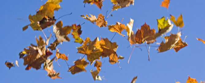 herbstlaub
