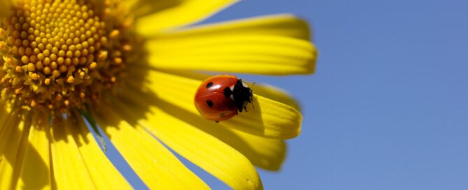 marienkäfer auf sonnenblume