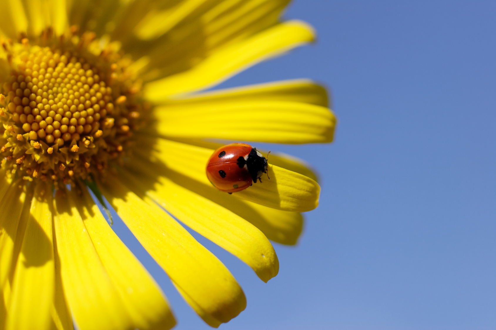marienkäfer auf sonnenblume