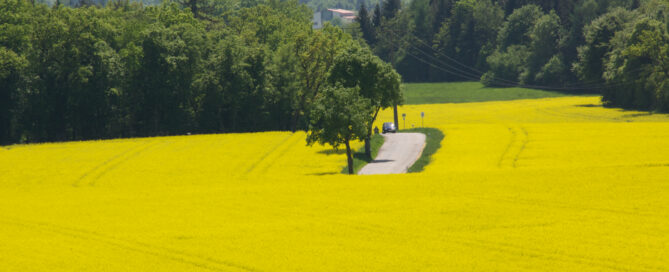 rapsfeld germering